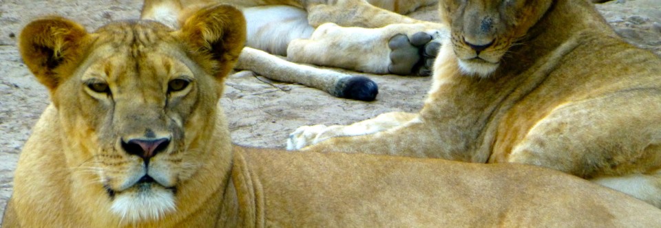 Il leone e la gazzella