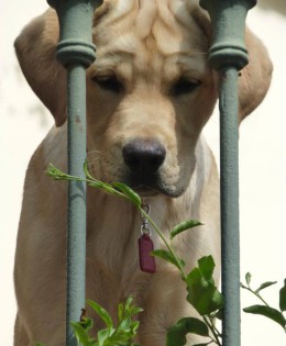 Antistress con il cane